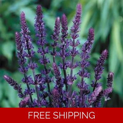 Salvia Caradonna x3 Plug Plants